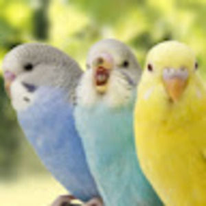 Meet your Posher, Molly